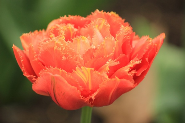 orange tulip 3