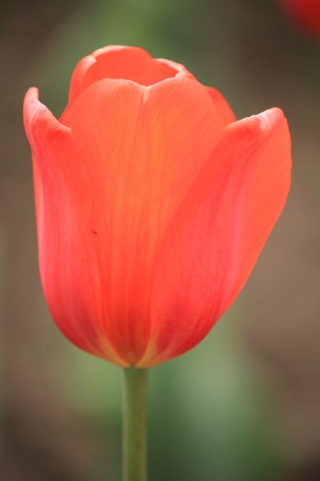 orange tulip 4