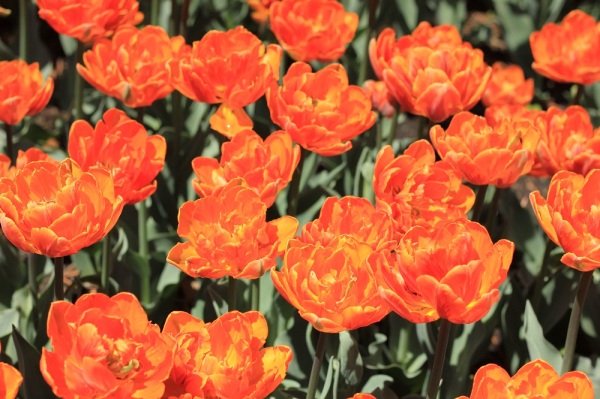 orange tulips 5