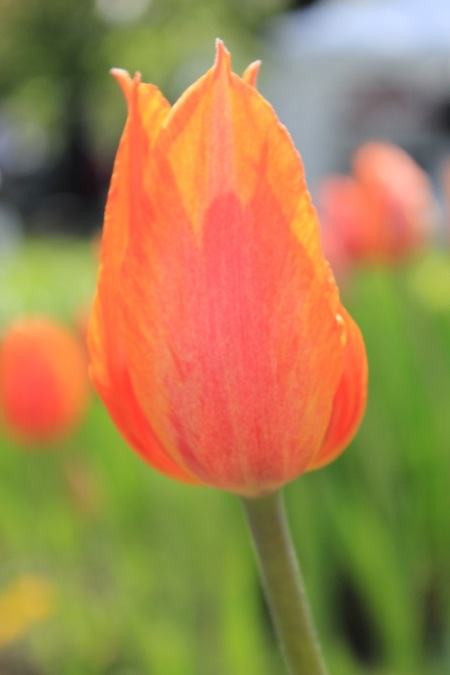 orange tulips 7