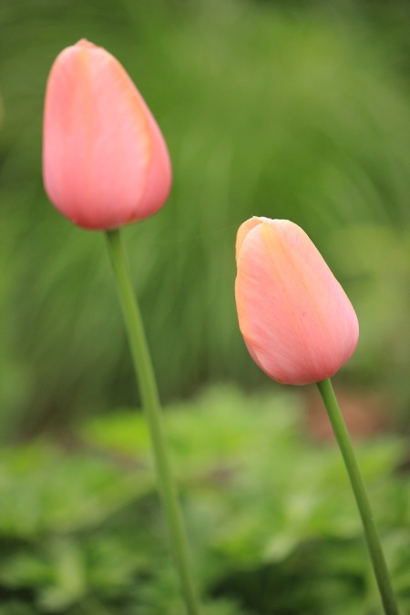 pink tulips 1