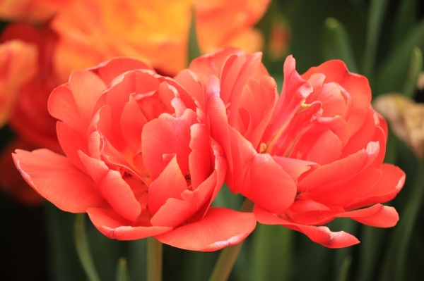 pink tulips 4