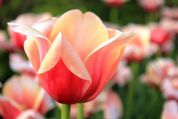 pink tulips 6