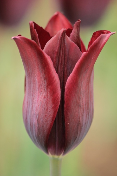 purple tulip 1