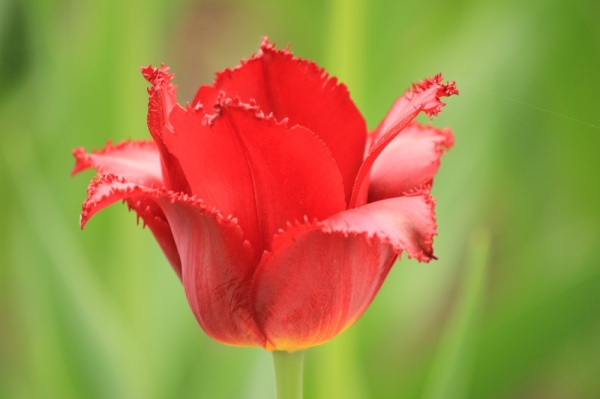red tulip 3