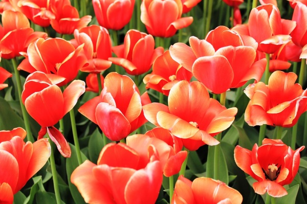 red tulips 5