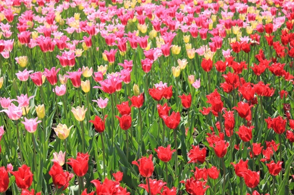 tulips group multi 2